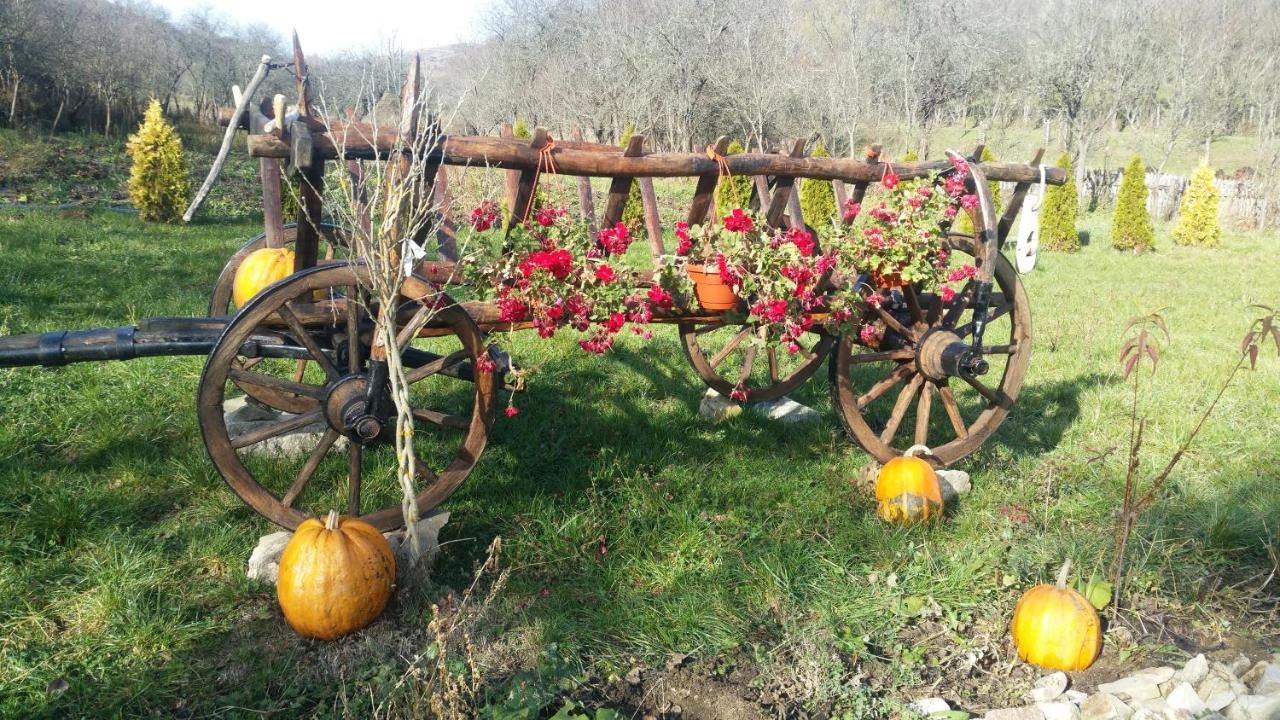 Фермерские дома Pensiunea agroturistica 